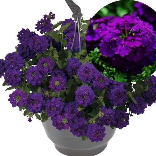 Verbena 'Empress® Sun Violet' - Aed-raudürt 'Empress® Sun Violet'